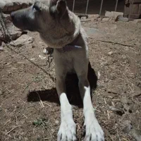 سگ سرابی اصیل|سگ|زارچ, |دیوار