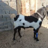 بزغاله پاکستانی|حیوانات مزرعه|تربت جام, جامرود|دیوار