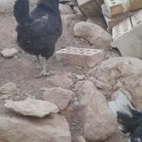 مرغ خروس گلین ریشی چهلتاج|حیوانات مزرعه|لردگان, |دیوار