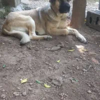 واگذاری ماده سرابی