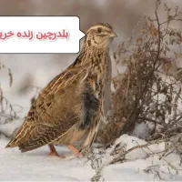 بلدرچین زنده تعداد محدود