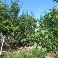 یک نفرخانم جهت کمک درامورویلا