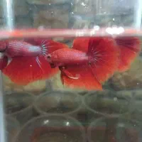 ماهی زینتی|ماهی|سبزوار, پیام|دیوار