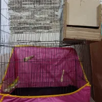 عروسی هلندی جفت تخمگذار|پرنده|کلاله, |دیوار