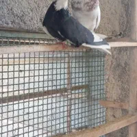 کبوتر|پرنده|قرچک, محمد آباد|دیوار