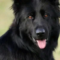 ژرمن بلک ماده