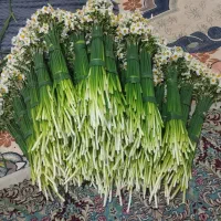 گل نرگس ایلام