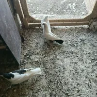 3تا غریب گیری|پرنده|شهریار, شهرک وائین|دیوار