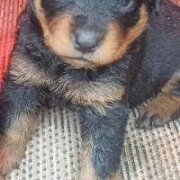 سگ روتوایلر