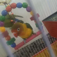 پرنده طوطی برزیلی  جفت|پرنده|سبزوار, پیروزی|دیوار