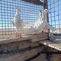 کفتر کبوتر پرنده|پرنده|تربتحیدریه, بالا ولایت|دیوار