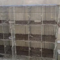 جفت کن کبوتر