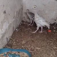 جوجه بقلمون