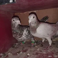کبوتر سرور جفتی  قفس جفتی