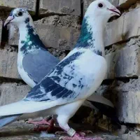 فروش ۶عدد پلاکی