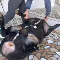 قصاب ماهر گوسفند در محل|خدمات پذیرایی، مراسم|همدان, |دیوار