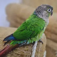 طوطی گمشده (گرین چیک) همراه مژدگانی