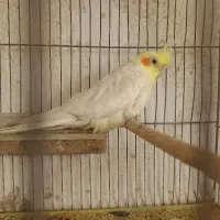 ۳ عدد عروس هلندی مولد