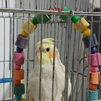 فروش عروس هلندی ماده