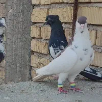 یال سرخ|پرنده|مرودشت, علیآباد|دیوار