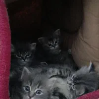 گربه پرشین سوپرفلت|گربه|اردبیل, |دیوار