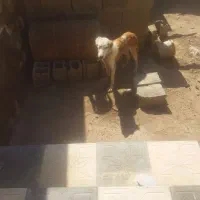 واگذاری سگ
