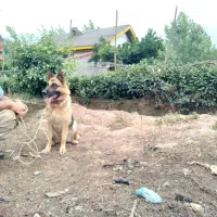 ژرمن اصیل ماده ۳ ساله سابقه زایمان فقط یه بار