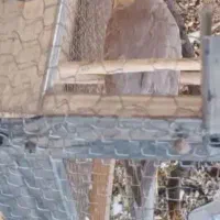 توتی عروس|پرنده|لولمان, |دیوار