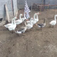 قوغاز اوکراینی