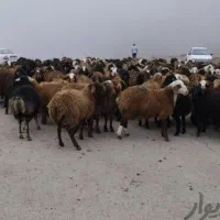 کل مناطق تهران و کرج گوسفند زنده موجود است|حیوانات مزرعه|تهران, فردوس|دیوار