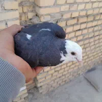 چهار تا پرنده|پرنده|رامهرمز, |دیوار