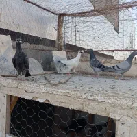 کفتر جوونه و جوجه هوایی عاالی