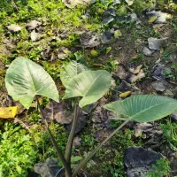 گل بابا آدم|گل و گیاه طبیعی|پردیس, فاز ۲|دیوار