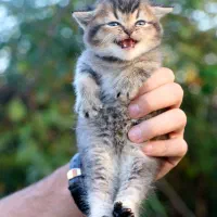 اسکاتیش بریتیش ماده بچه|گربه|رشت, منظریه|دیوار