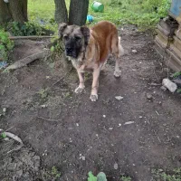 سگ سراب نر و ماده ذات قدیم.|سگ|رشت, حومه رشت|دیوار