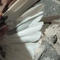 نر پریده|پرنده|رفسنجان, |دیوار