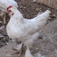 خروس جوان محلی