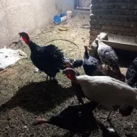 ۵۰ عدد تخم بوقلمون برنز نوتفه دار|حیوانات مزرعه|ورامین, ورامین|دیوار