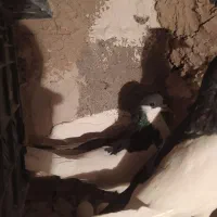 شیخی بیگولی|پرنده|بناب, |دیوار