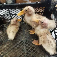 جوجه اردک ۳ماهه