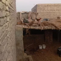 بوقلمون غاز ومرغ|حیوانات مزرعه|زابل, |دیوار