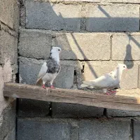 کفتر طوقی|پرنده|رودان, |دیوار