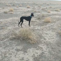 تازی گمشده|سگ|دلیجان, |دیوار