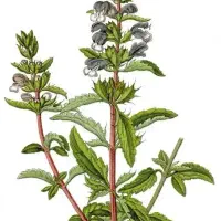 گیاه دارویی