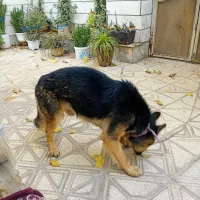 سگ نگهبانی|سگ|آرادان, |دیوار