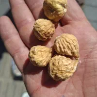 انجیر AA سوپر سفید
