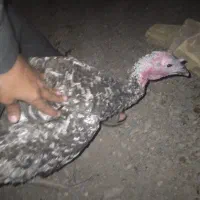 فوری فروش بقلمون|حیوانات مزرعه|سیب و سوران, |دیوار