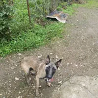 سگ مالینویز