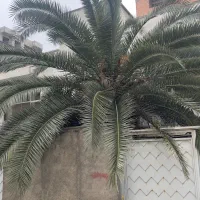 نخل فونیکس ۴۰ ساله|گل و گیاه طبیعی|ساری, |دیوار