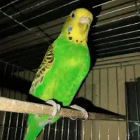 مرغ عشق وفنچ|پرنده|مرودشت, ژیان|دیوار